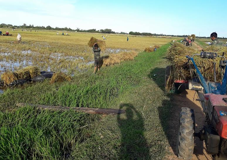 Cán bộ, chiến sĩ Tiểu đoàn 43 giúp nhân dân thu hoạch lúa
