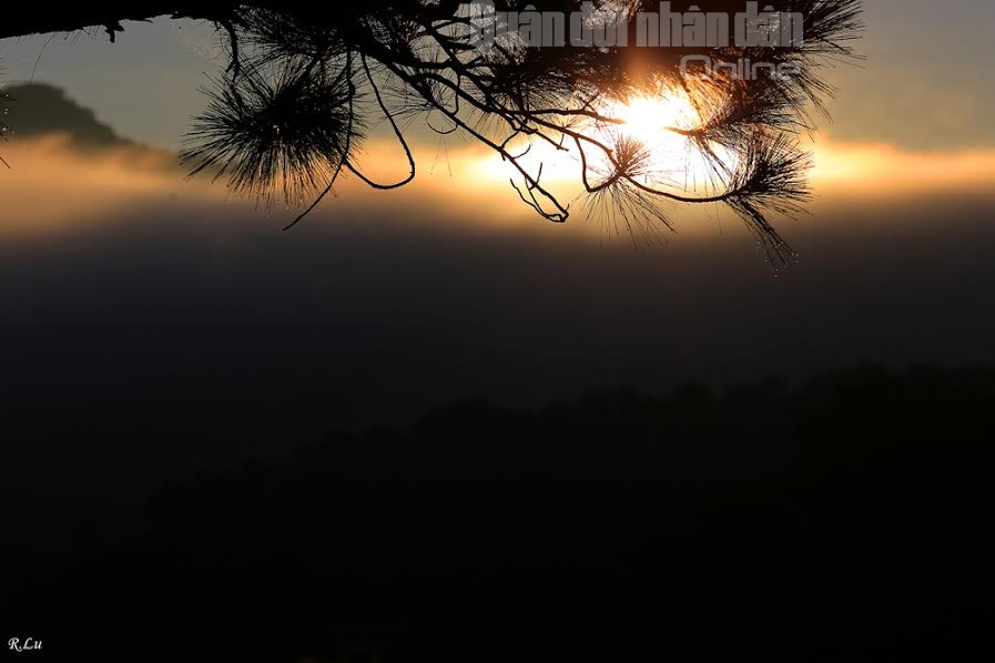 Bình minh qua kẽ lá.