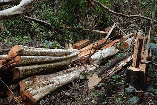 Những chiến công thầm lặng trên vùng biên giới
