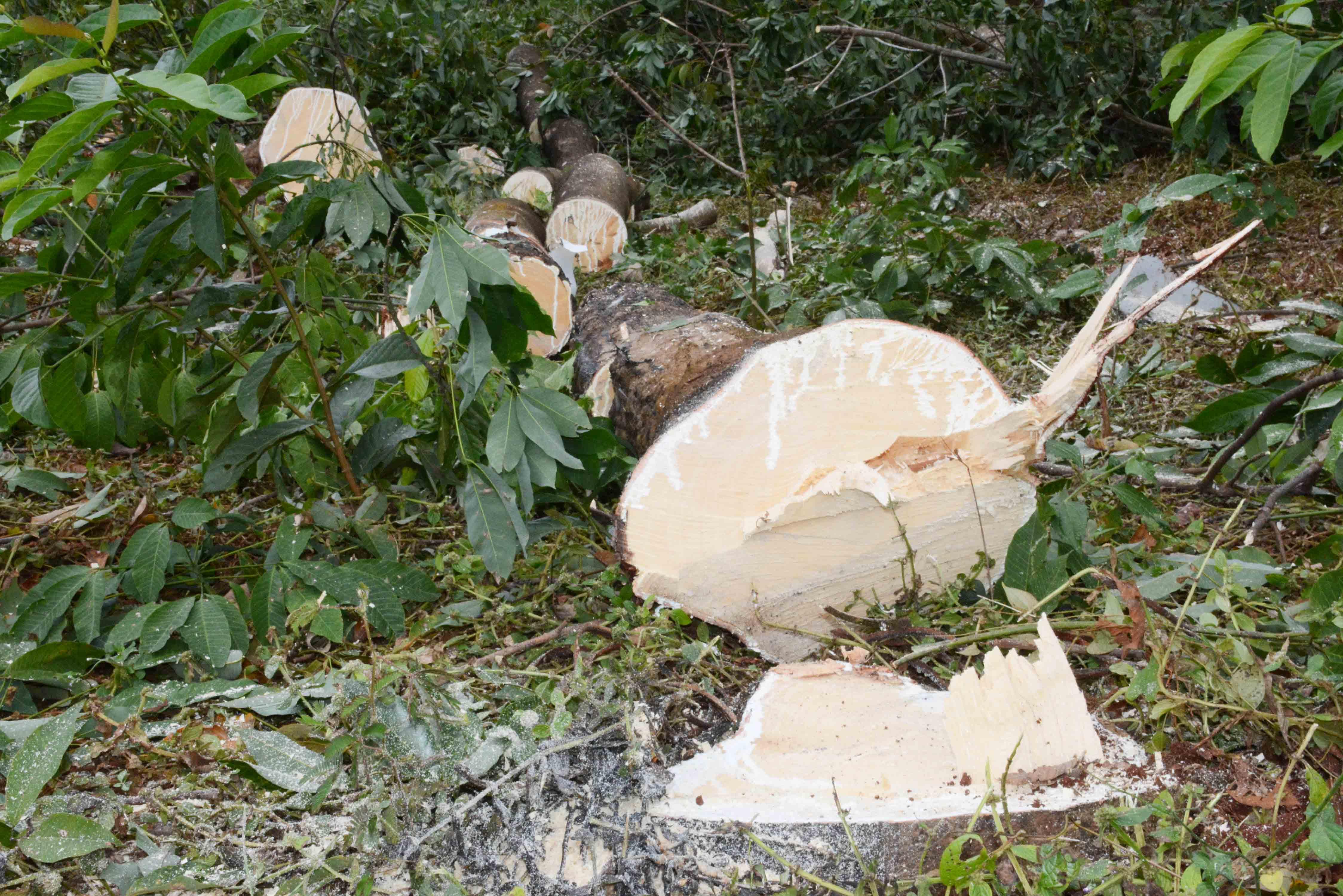 Không để người dân chặt phá cây cao su lấy gỗ