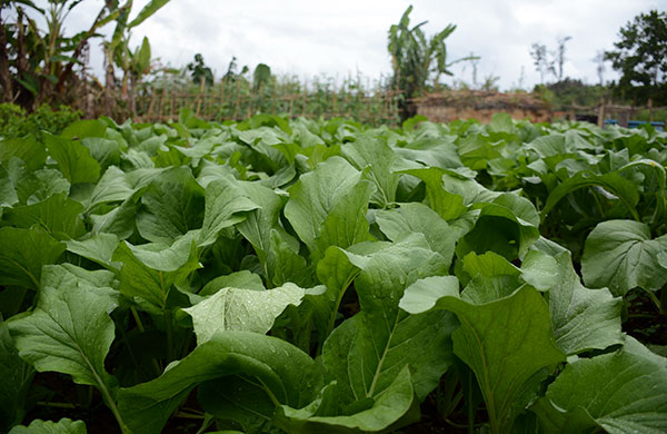 ...với nhiều loại rau xanh tươi tốt.