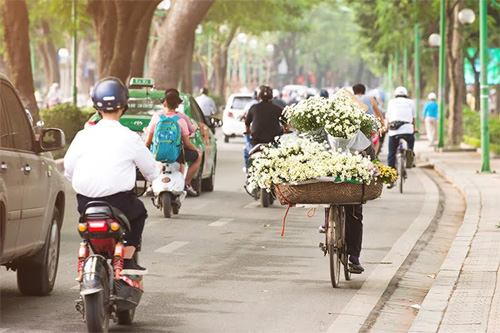 Cúc họa mi đang vào mùa “nở rộ”