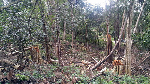 Thông tin từ đường dây nóng
