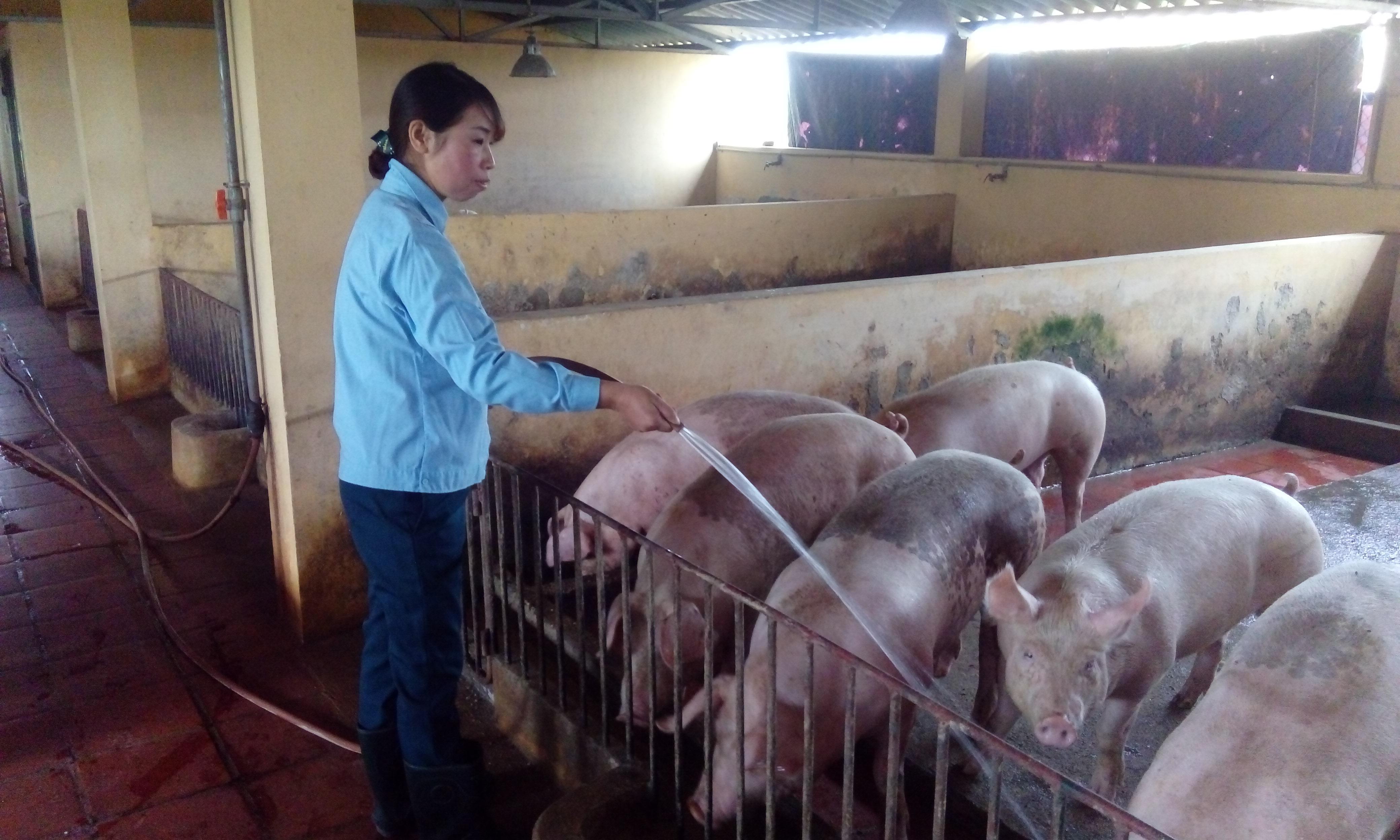 Mô hình sáng tạo, hiệu quả