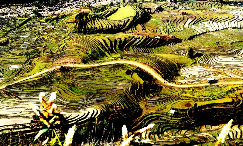 “Những nấc thang vàng” mềm mại nhìn từ trên cao.