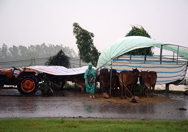 Gia súc của bà con nhân dân được đưa lên khu vực cao ráo để tránh lũ.