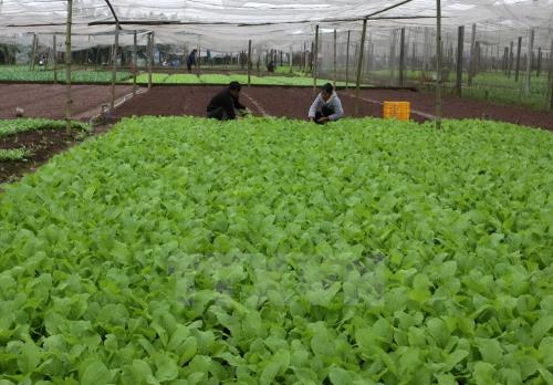 VÌ MỘT NỀN NÔNG NGHIỆP PHÁT TRIỂN CÓ CHIỀU SÂU