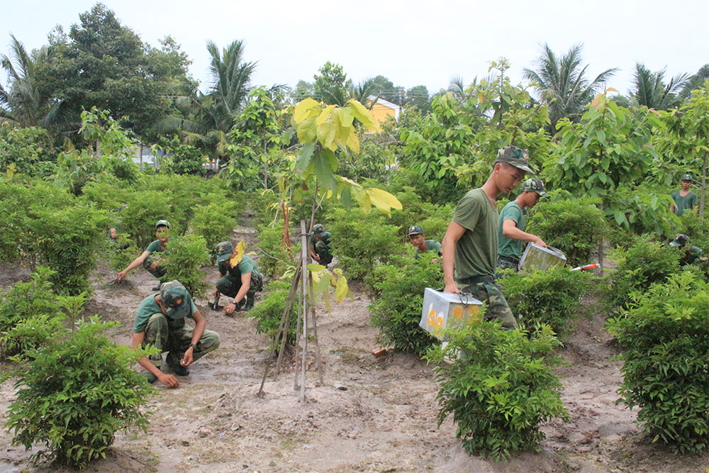 Cải thiện sức khỏe từ nước lá đinh lăng
