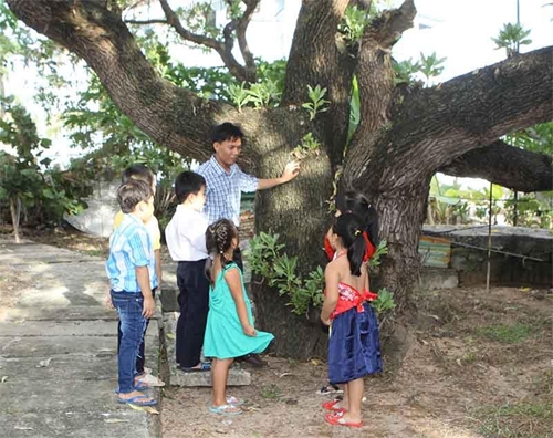 Thầy và trò Trường Tiểu học xã đảo Song Tử Tây tham quan cây phong ba di sản trên đảo.