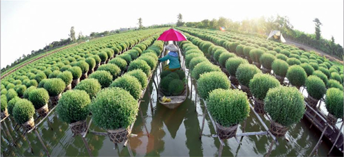 Đồng Tháp cần có định hướng chiến lược và bước đi phù hợp để phát triển du lịch