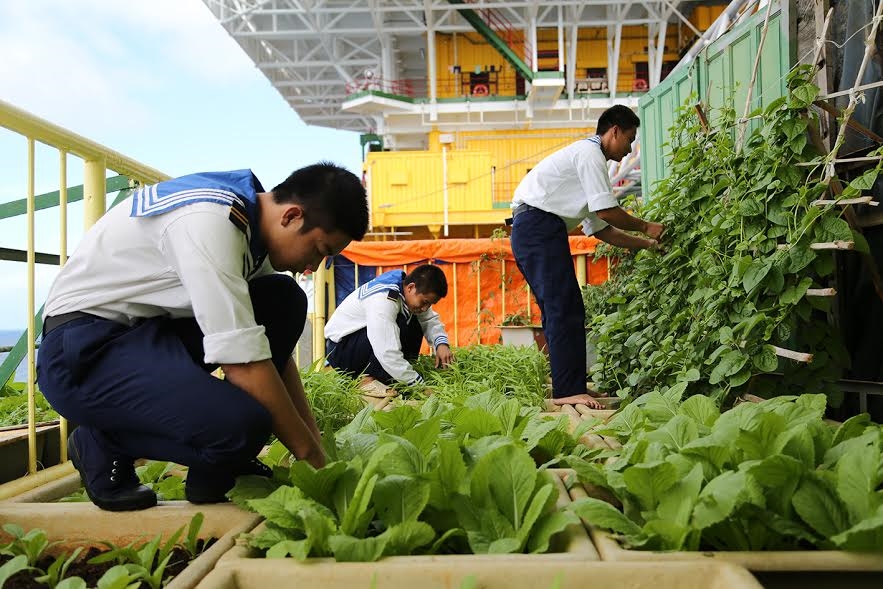 Cán bộ, chiến sĩ Nhà giàn DK 1/8 chuẩn bị rau xanh đón Tết