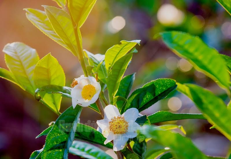 Các loài hoa như: mận, mơ, tam giác mạch, đào rừng và cả chè xanh cùng đua nhau khoe sắc.