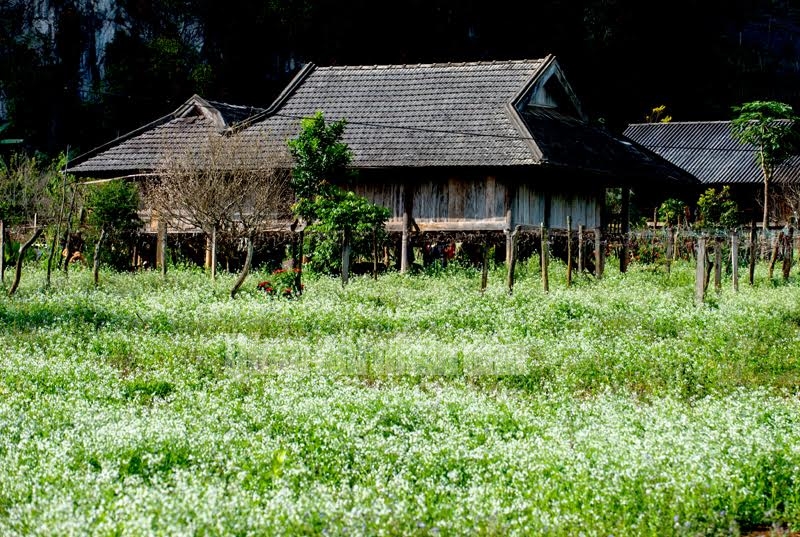 Những “thảm” hoa cải sáng trắng quanh các ngôi nhà sàn.