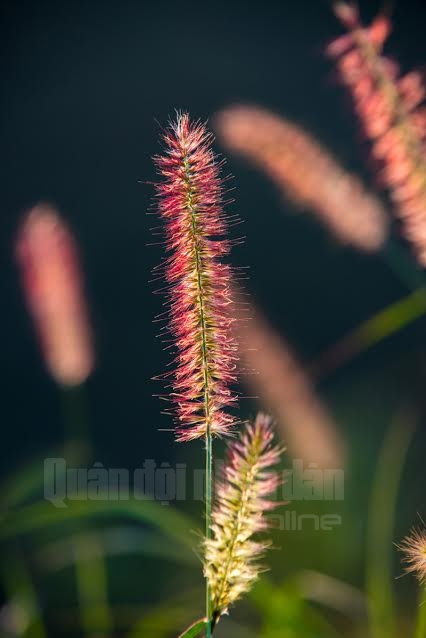 Hoa cỏ cũng “vươn mình” đón nắng xuân.