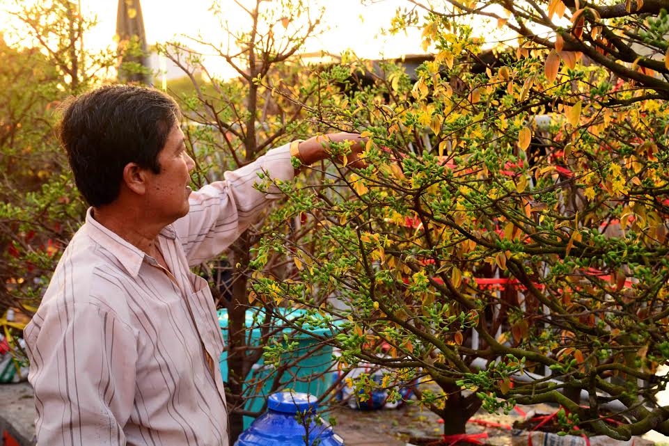 Nghệ nhân chăm sóc tỉ mỉ từng chậu mai.