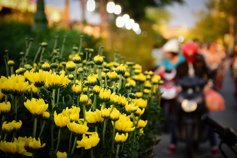 Cúc vàng là loại hoa không thể thiếu tại bến Bình Đông.
