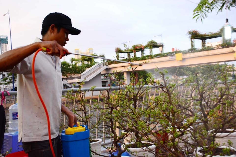 Tưới nước để hoa luôn tươi tốt.