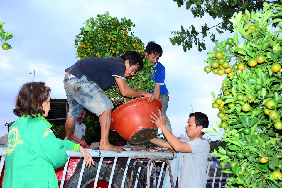 Một chậu quất Tết được khách hàng đặt mua.