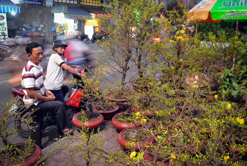 Người dân chọn mua mai vàng chưng Tết.