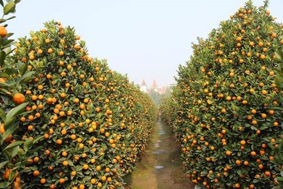 Trước Tết Nguyên đán Đinh Dậu, các loại hoa, quả khoe sắc rực rỡ vào mùa Xuân làm Phú Quốc nổi bật.