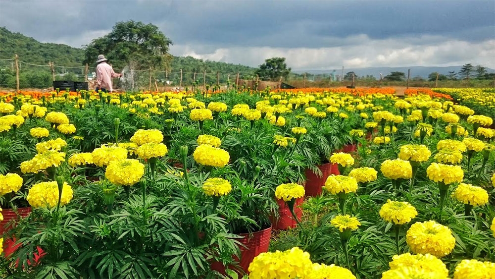 Hoa cúc bừng nở