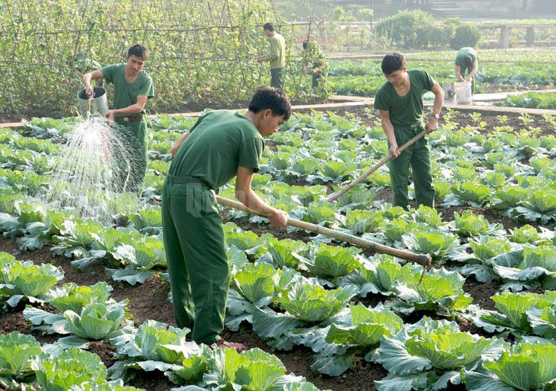 Học tập truyền thống, vui chơi, tăng gia ở Lữ đoàn 382 (Quân khu 1)