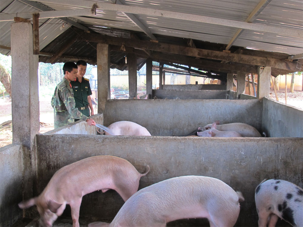 Trồng rau sạch trên vùng biên Đắc Mil
