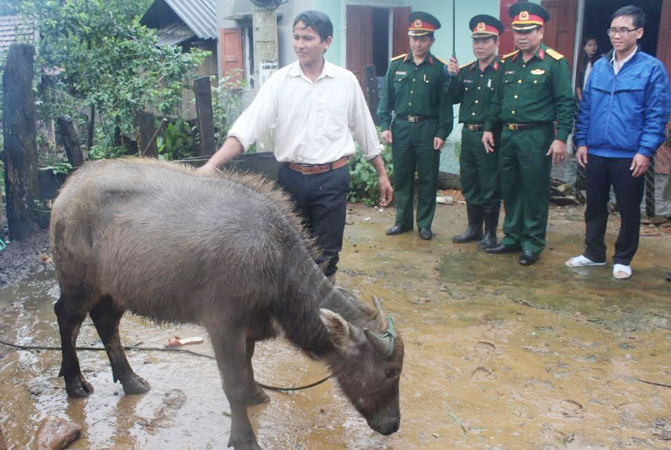Đưa trâu lên đỉnh Ba Nhà
