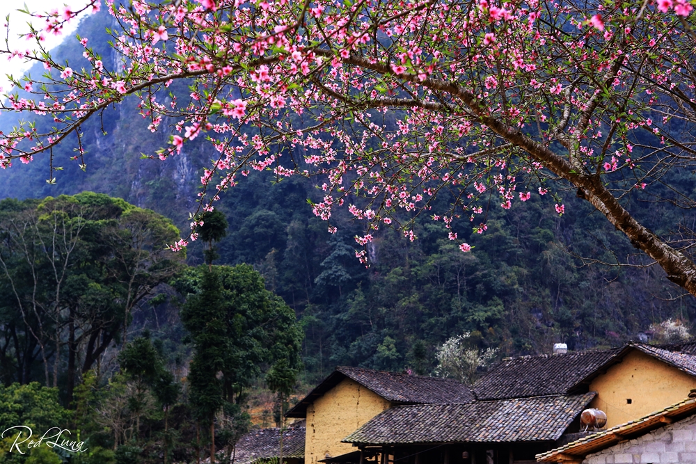 Màu đào đỏ thắm trong nắng xuân trong veo bên những nếp nhà ngói âm dương đơn sơ, nổi bật lên trên nền núi đá gồ ghề, khiến du khách ngỡ như lạc vào xứ thần tiên.