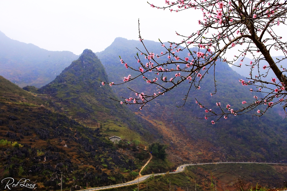 Những cây đào vươn mình khoe sắc trên đường từ Dinh vua Mèo lên Đồng Văn.