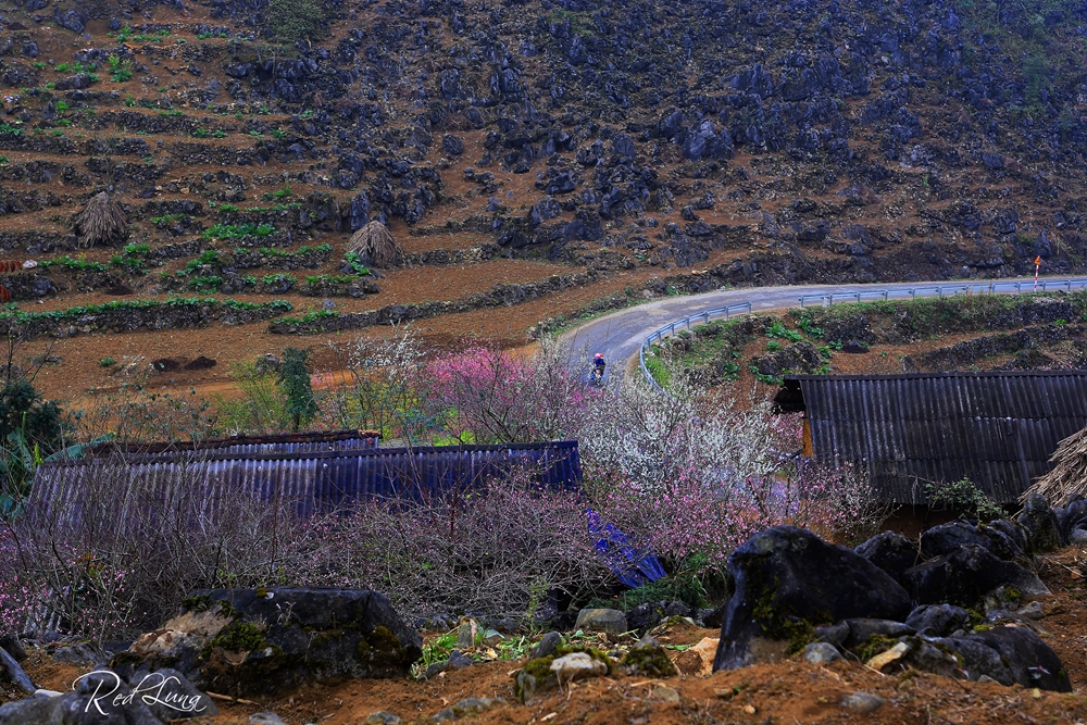 Hoa đào, hoa mận nở bung trên nền cao nguyên đá, khiến nơi đây được mệnh danh là “đá nở hoa”.