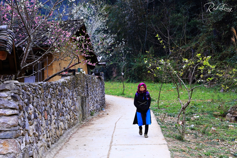 Dạo quanh nơi đây bạn sẽ không thể dời gót bởi vẻ đẹp của những cánh hoa đào, mận và nét bình dị thôn dã ở đây.