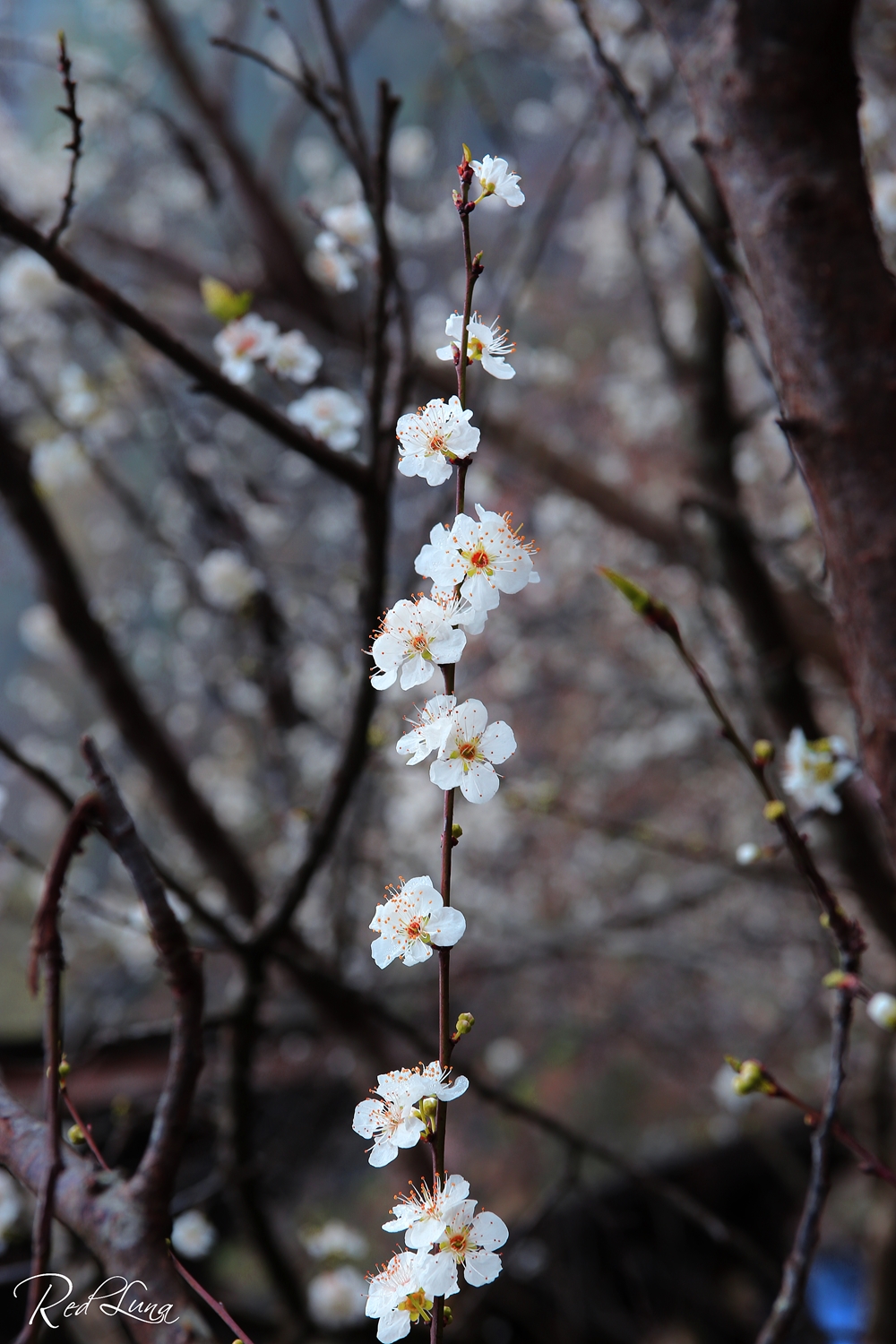 Dù đã qua mùa mận nhưng ở cao nguyên đá Đồng Văn vẫn lác đác xen kẽ màu trắng tinh của những cây mận nở muộn.