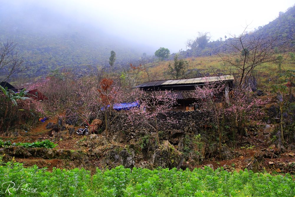Sắc hoa đào đỏ, hoa mận trắng, hoa cải vàng xanh tạo bức tranh cao nguyên mùa Xuân đầy màu sắc.