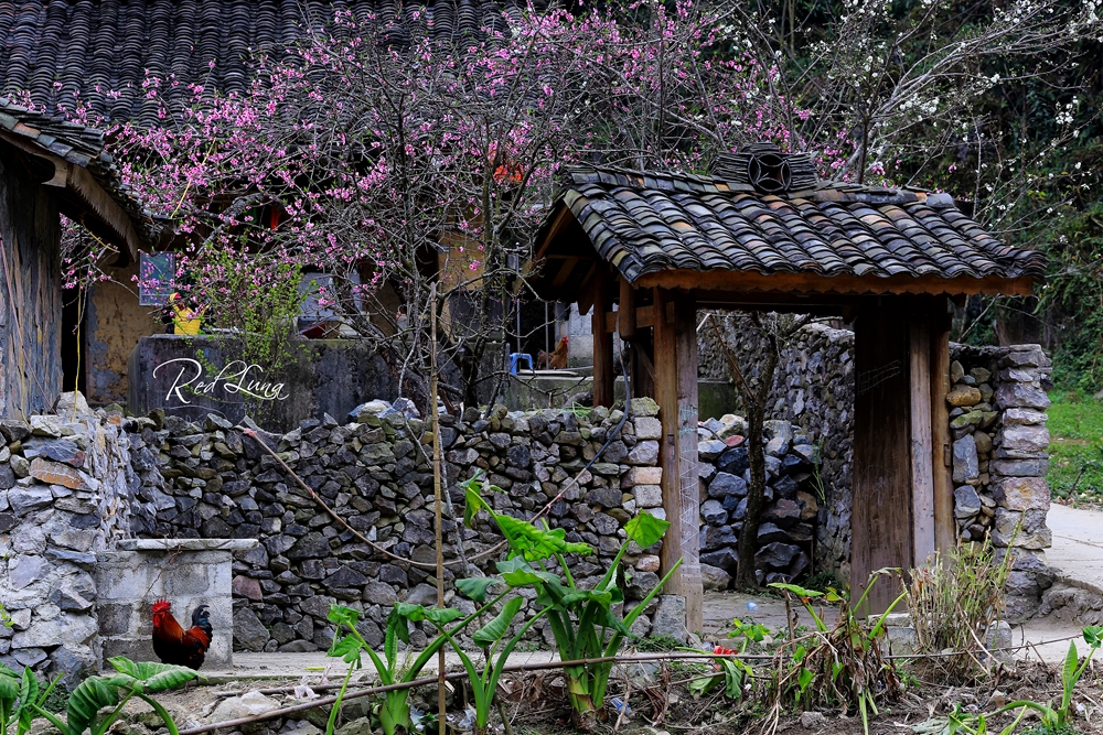 Hình ảnh thôn quê mộc mạc bừng sáng bởi những cánh hoa đào trong ngôi làng ở xã Sủng Là.