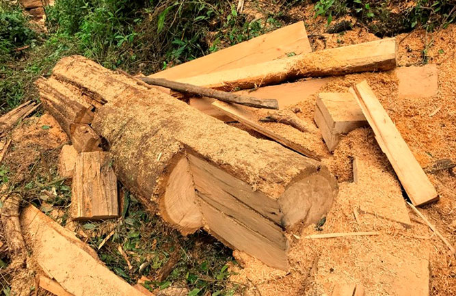 Thông tin từ đường dây nóng