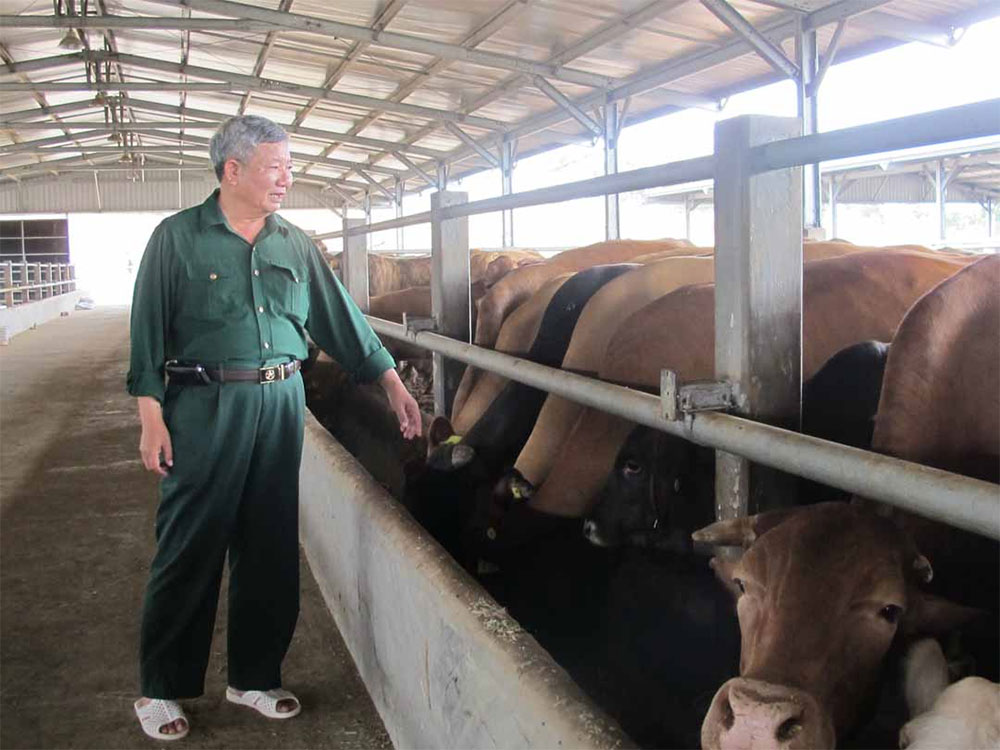 Người cựu chiến binh và giấc mơ làm giàu trên Tây Nguyên
