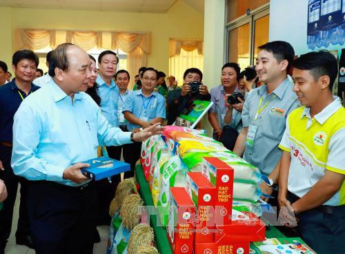 Sản xuất lúa gạo Việt Nam đang đứng trước 