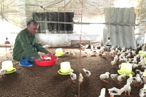 Người thương binh làm giàu từ mô hình VAC
