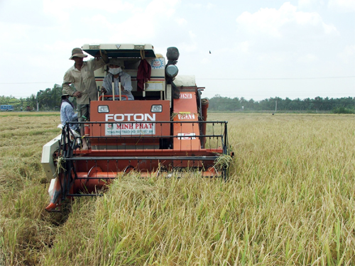 Xây dựng thương hiệu gạo cần tuân thủ đúng quy trình sản xuất