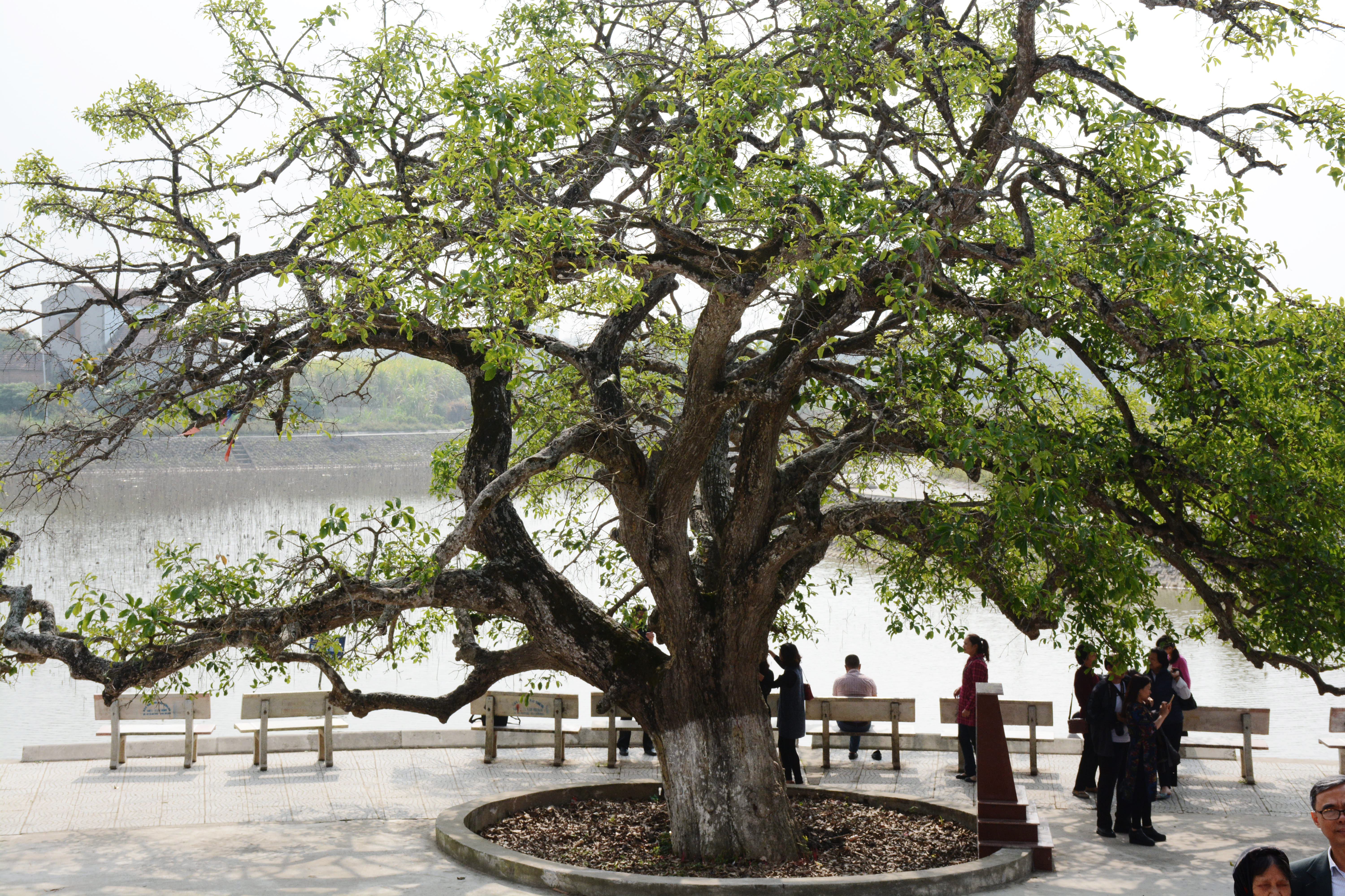 Cây lộc vừng trăm tuổi trước Đền thờ Trần Nguyên Hãn