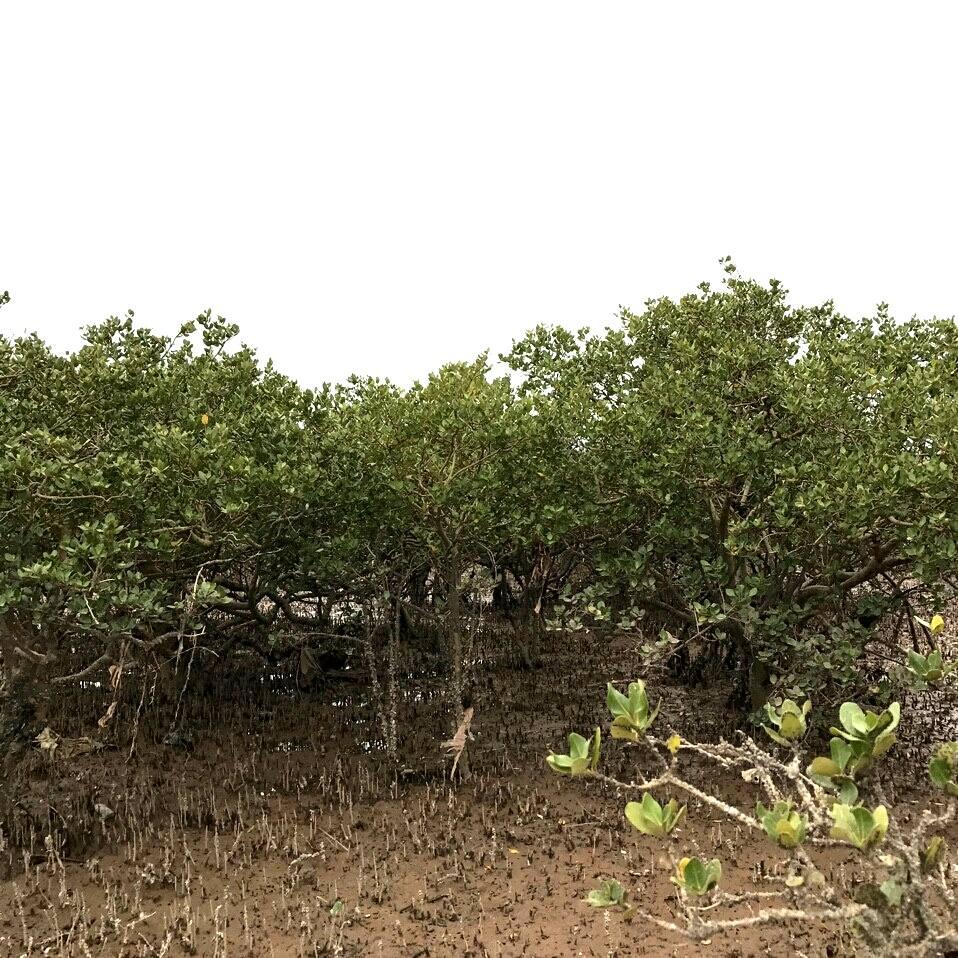 Làm mất 2ha rừng phòng hộ, ai chịu trách nhiệm?
