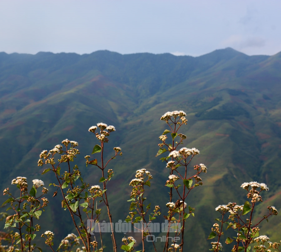 Những bụi hoa dại mang vẻ đẹp mộc mạc và có sức sống bền bỉ giữa nắng gió miền sơn cước.