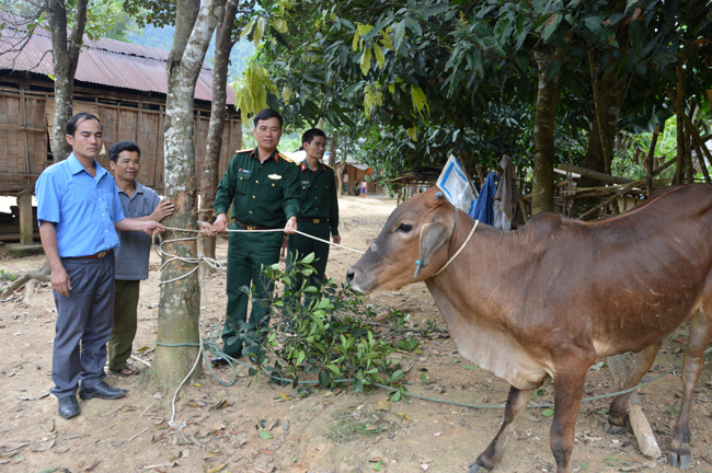 Đoàn Kinh tế - Quốc phòng 337 hỗ trợ 30 con bò cho các hộ nghèo