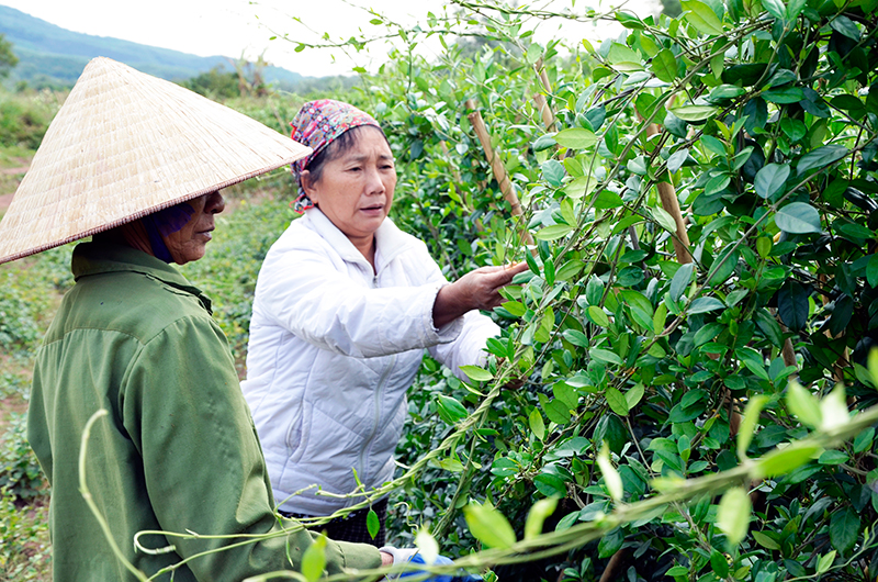 PHÁT HUY TIỀM NĂNG CỦA DƯỢC LIỆU VIỆT NAM