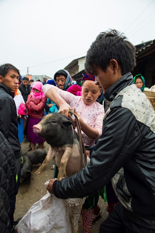 Hai vợ chồng cùng nhau bắt chú lợn vừa mới mua.