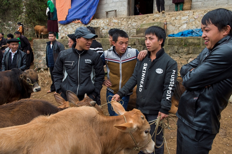 Cánh đàn ông xem và chọn mua bò chuẩn bị cho mùa nương mới.