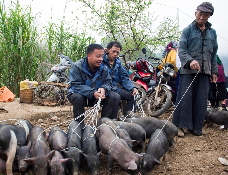 Đi chợ phiên, không quan trọng là có nhiều hay có ít, miễn là lợn đẹp sẽ bán được hàng.