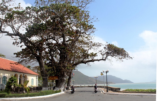 Dưới bóng bàng Côn Đảo