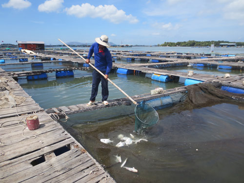 Thông tin từ đường dây nóng
